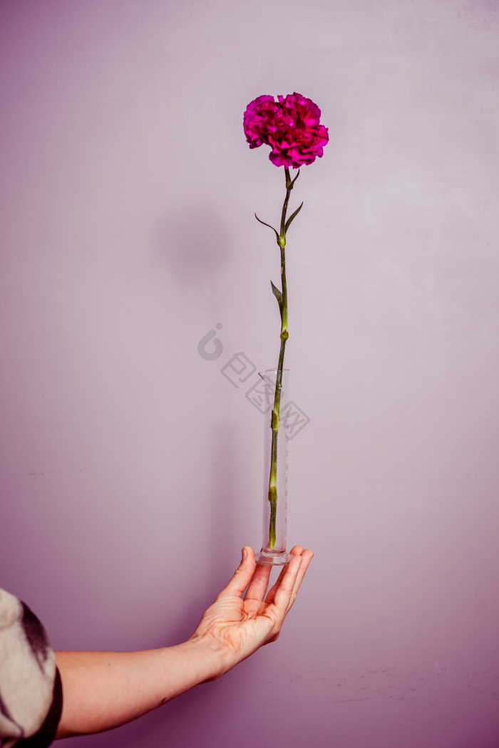 一枝花图片-一枝花素材免费下载-包图网