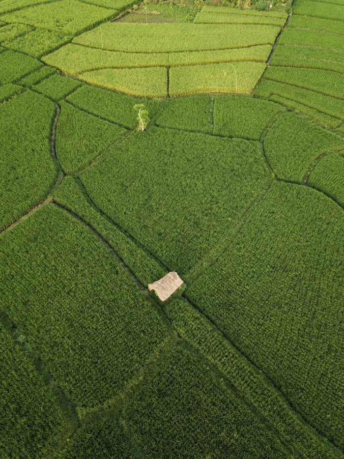 绿色调种植的大片农田摄影图
