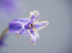 蓝色鲜艳的花摄影图