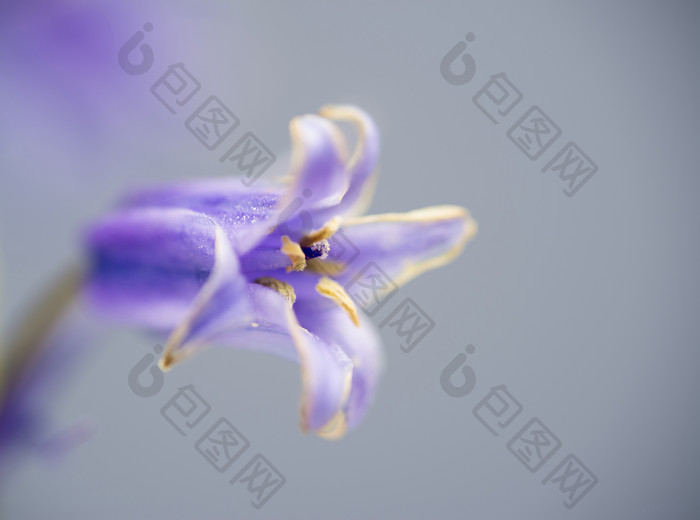 蓝色鲜艳的花摄影图