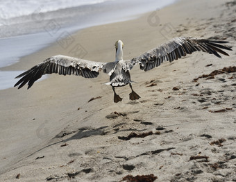 简约沙滩上的鸟摄影图