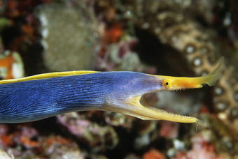 深色调张大嘴的鱼摄影图