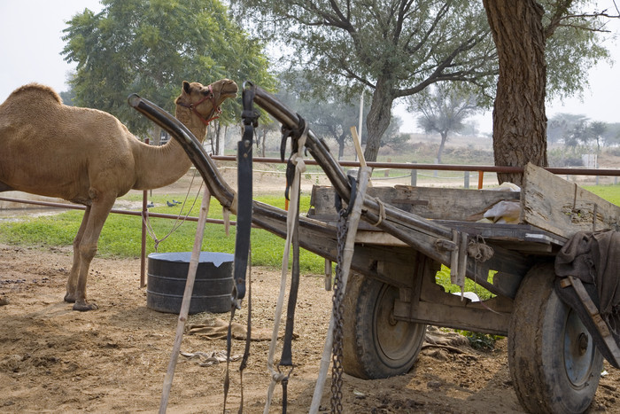 骆驼和平板车摄影图