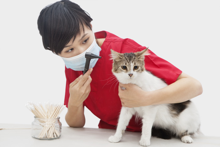 短发女孩抱着猫咪检查耳朵