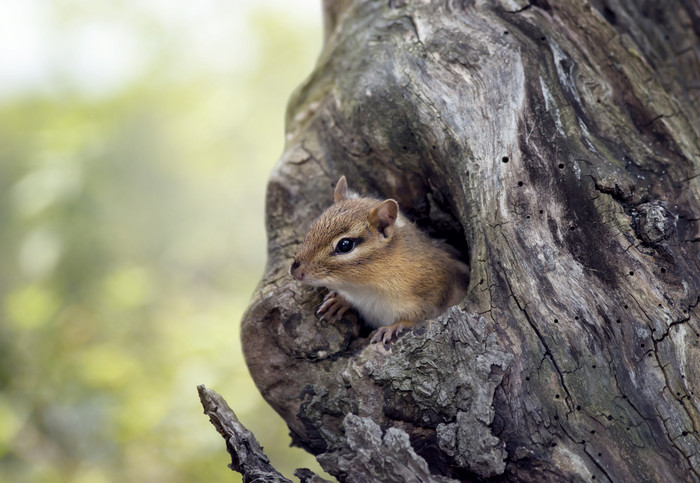 树洞里的花栗鼠摄影图