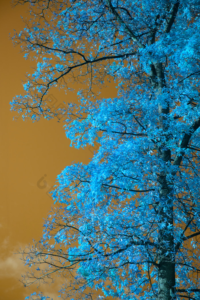 蓝色的树木摄影图