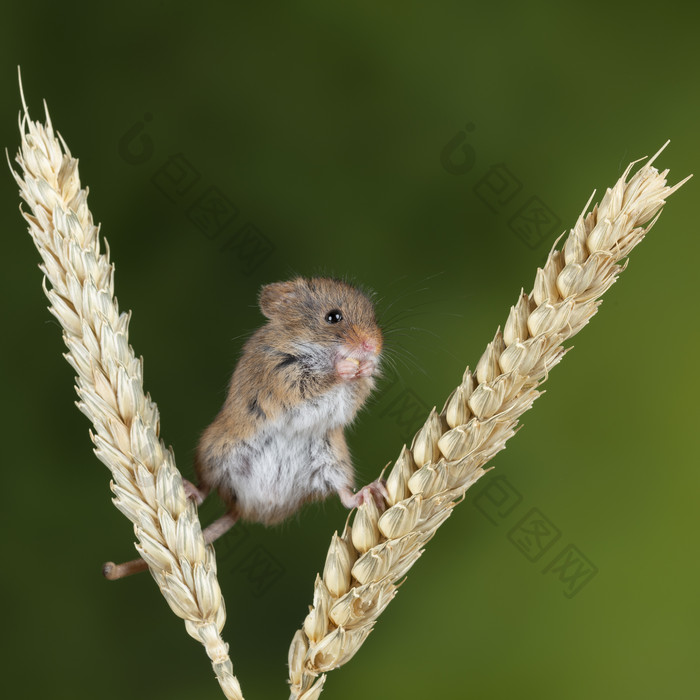 麦穗上玩耍的老鼠摄影图