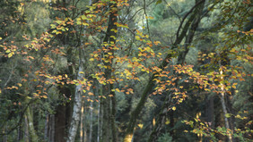 秋季森林树林