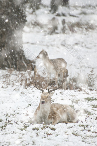 雪地上的动物小鹿