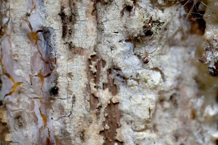 树皮上的蜘蛛摄影图
