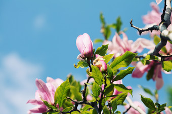 树枝上的<strong>粉色</strong>花朵摄影图