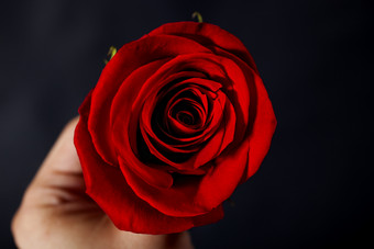 简约拿着的红玫瑰摄影图