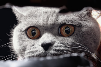 暗色调猫眼睛摄影图