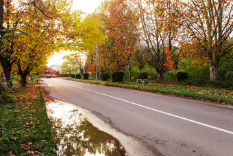 道路两旁的<strong>树木图片</strong>