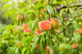 树枝上的桃子摄影图