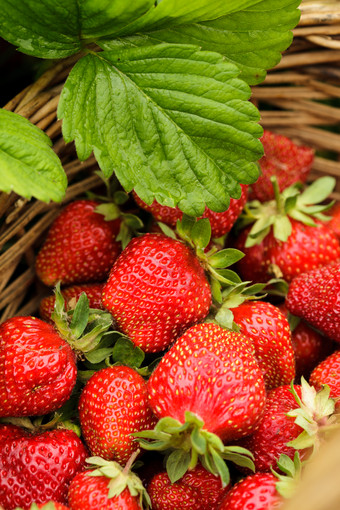 篮子里的新鲜草莓