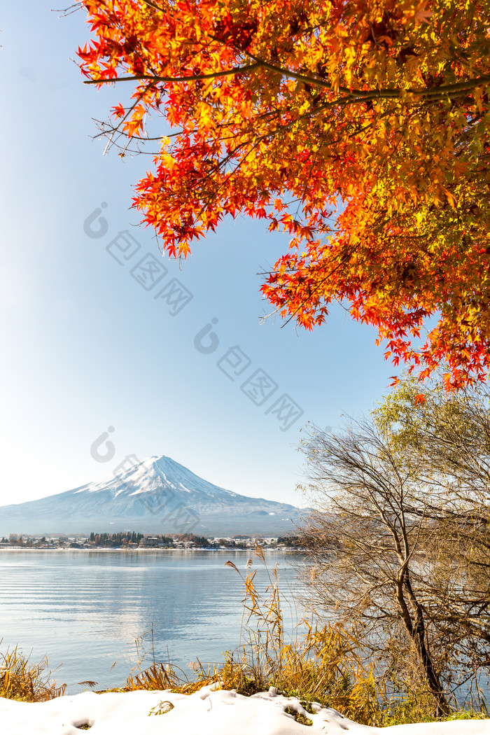 河边的红叶子树木摄影图