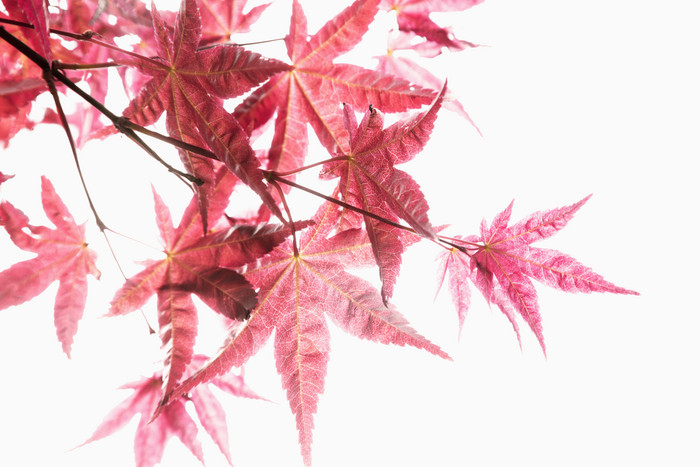 红色调枫树树叶摄影图