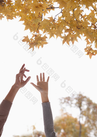 枫树树枝下的手摄影图