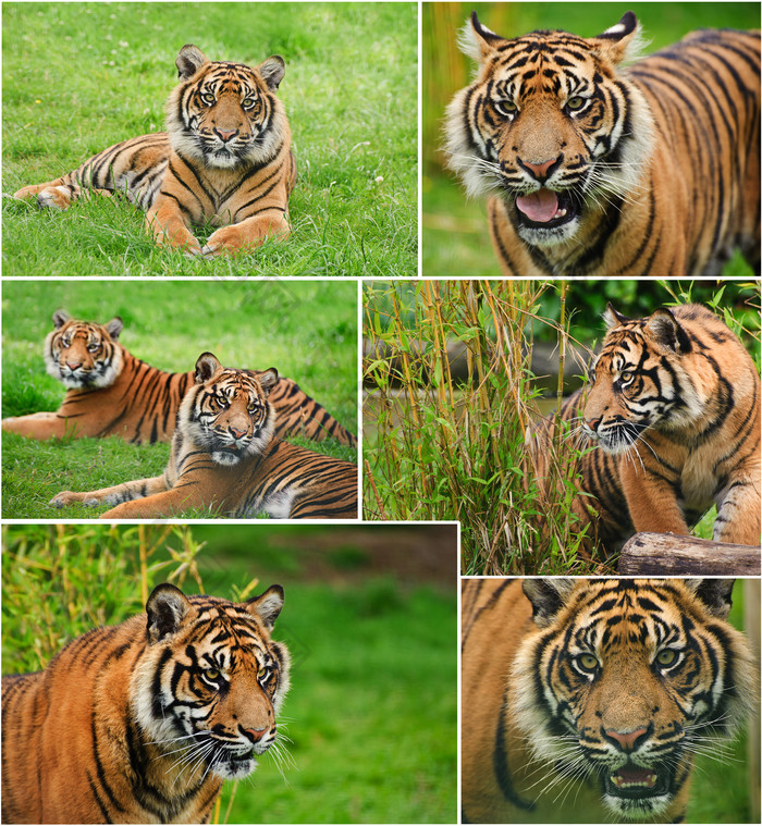 唯美风漂亮的老虎摄影图