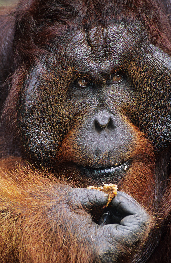 暗色调吃东西的大猩猩摄影图