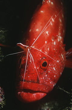 暗色调观赏鱼类摄影图