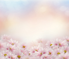 开花的粉色花卉摄影图