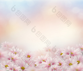 开花的粉色花卉摄影图