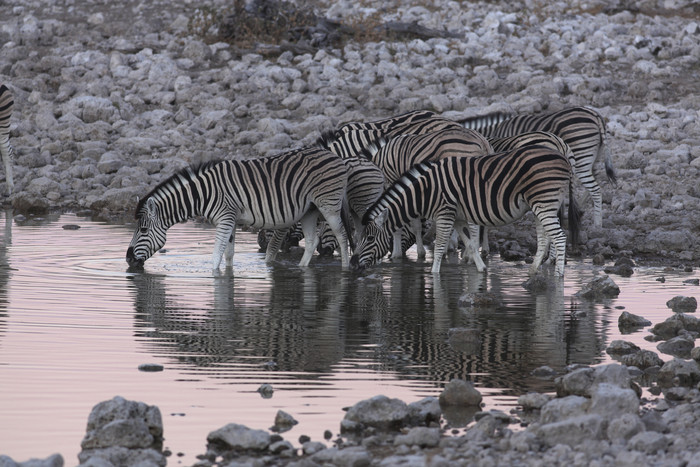 喝水的斑马摄影图