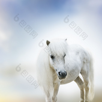 白色小马马匹摄影图