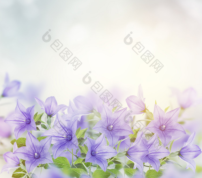 盛开的蓝色花摄影图