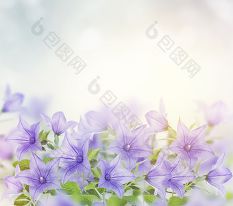 盛开的蓝色花摄影图