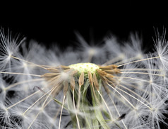 白色蒲公英植物摄影图