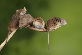 四只可爱的小老鼠