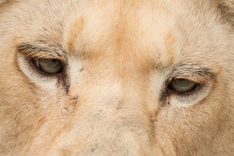 <strong>迷茫的</strong>狮子眼睛摄影图
