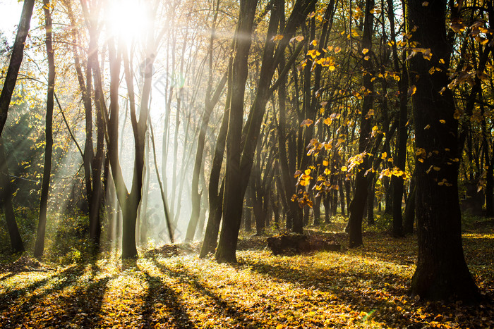 秋季阳光普照的森林