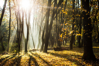 秋季阳光普照的森林