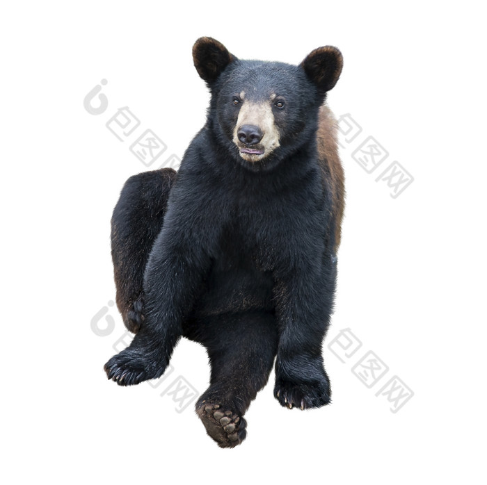 一种蹲着的黑色大熊