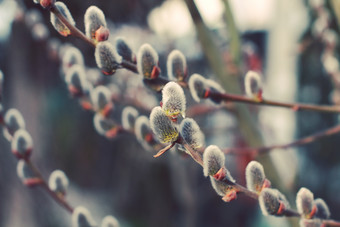 银柳植物<strong>枝条</strong>摄影图