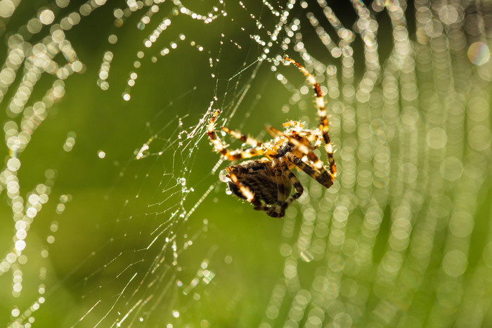 户外蜘蛛网上的蜘蛛