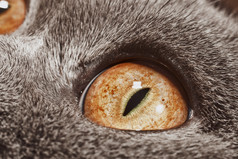 暗色猫眼睛摄影图