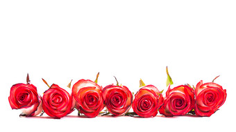 情人节红玫瑰花卉