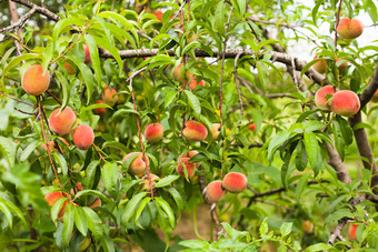 桃园里的桃子摄影图