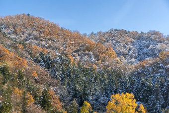 冬季山坡上的植物摄影图