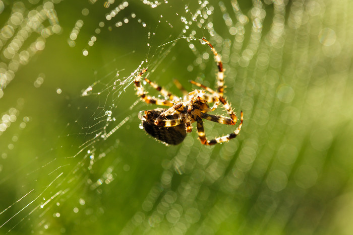 绿色网中的大蜘蛛摄影图