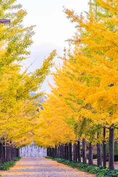 秋天秋季成熟期木构件