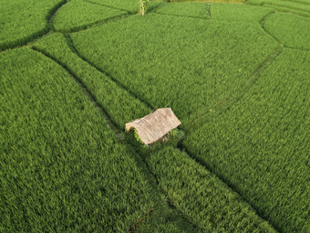 绿色调种植的农田摄影图