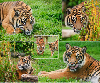 唯美漂亮的老虎摄影图