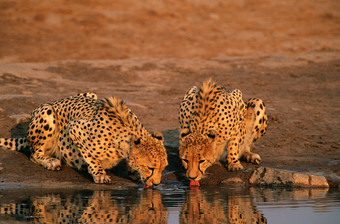喝水的豹子摄影图