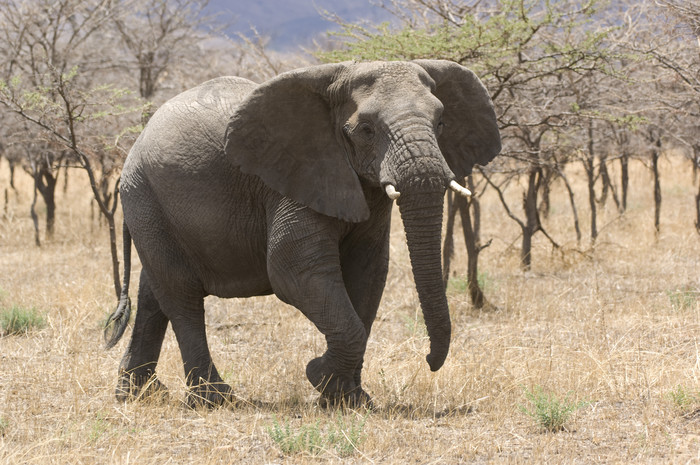 暗色调原野中的大象摄影图